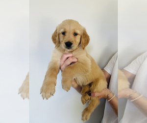 Golden Retriever Puppy for sale in YELM, WA, USA
