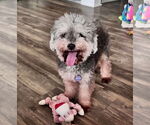 Small #3 Poodle (Miniature) Mix