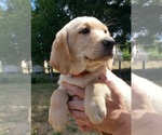 Small #9 Labrador Retriever