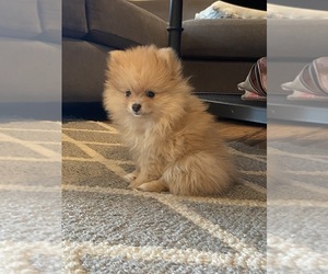 Pomeranian Puppy for Sale in PLACERVILLE, California USA