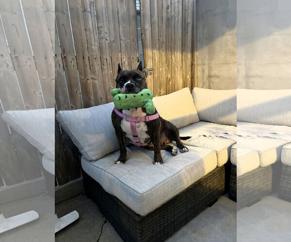 Medium Photo #11 Mutt Puppy For Sale in Philadelphia, PA, USA