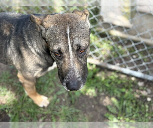 Medium Photo #2 German Shepherd Dog-Mastiff Mix Puppy For Sale in Tulsa, OK, USA