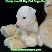 Small Photo #22 Dogo Argentino Puppy For Sale in PINEVILLE, MO, USA