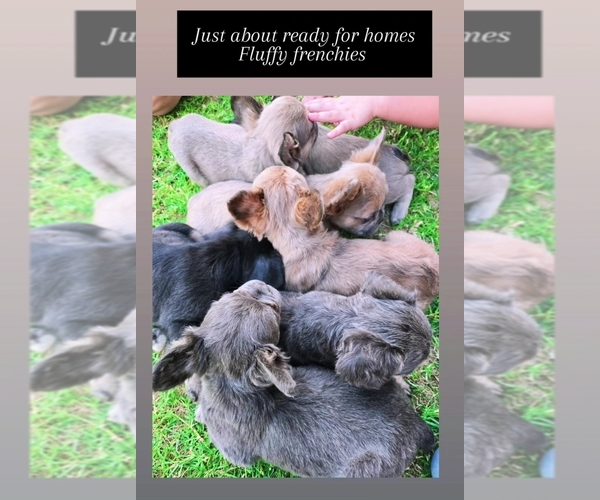 Medium Photo #1 French Bulldog Puppy For Sale in PHOENIX, AZ, USA