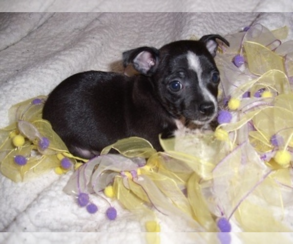 Medium Photo #4 Chihuahua Puppy For Sale in MADISON, MS, USA