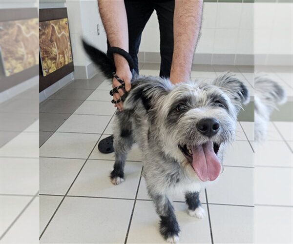 Medium Photo #1 Mutt Puppy For Sale in Derwood, MD, USA