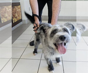 Mutt Dogs for adoption in Derwood, MD, USA