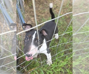 Bull Terrier Puppy for sale in LONG BEACH, CA, USA