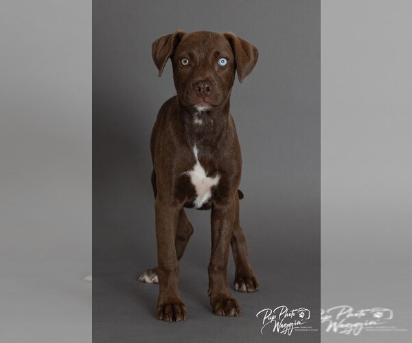 Medium Photo #3 Labrador Retriever-Unknown Mix Puppy For Sale in Claremore, OK, USA