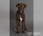 Small #2 Labrador Retriever Mix