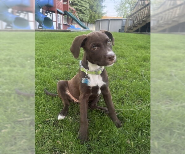 Medium Photo #7 Labrador Retriever-Unknown Mix Puppy For Sale in Plainfield, IL, USA