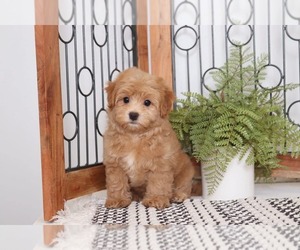 Havanese-Poodle (Toy) Mix Puppy for sale in NAPLES, FL, USA