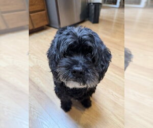 Cocker Spaniel-Unknown Mix Dogs for adoption in Bellevue, WA, USA