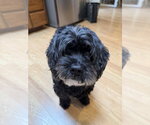 Benz - Male Cocker Spaniel-Unknown Mix Dog for Adoption - Small photo