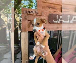 Dachshund-Unknown Mix Dogs for adoption in Turlock, CA, USA