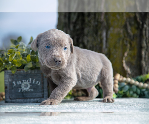 Medium Photo #3 Labrador Retriever Puppy For Sale in HOLMESVILLE, OH, USA