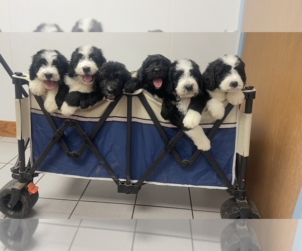 Medium Photo #1 Bernedoodle Puppy For Sale in BUFFALO GAP, TX, USA