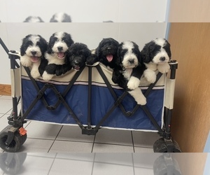 Bernedoodle Puppy for Sale in BUFFALO GAP, Texas USA