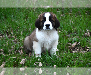Saint Bernard Puppy for sale in AVALON, MO, USA