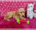 Small #3 Golden Retriever