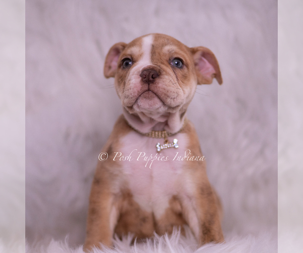 Medium Photo #2 Bulldog Puppy For Sale in WARSAW, IN, USA