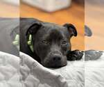 Small #1 Staffordshire Bull Terrier Mix
