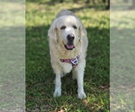 Small Great Pyrenees