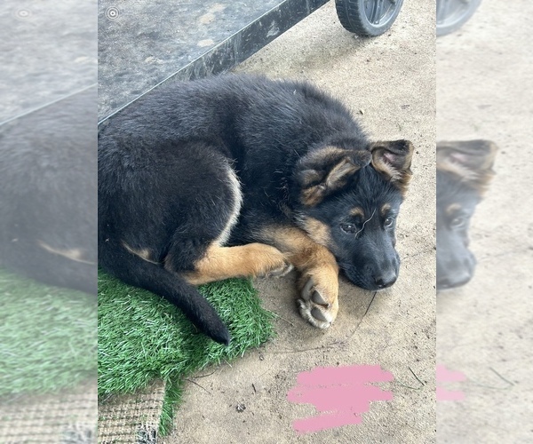 Medium Photo #4 German Shepherd Dog Puppy For Sale in ELKHART, IN, USA