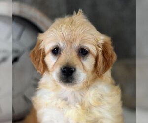 Goldendoodle (Miniature) Puppy for sale in HOWARD, PA, USA