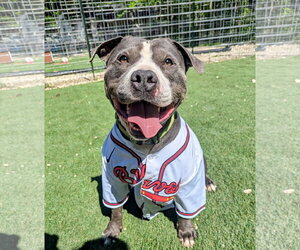 Cheech - Male American Staffordshire Terrier-Unknown Mix Dog for Adoption - Photo #3