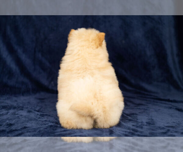 Medium Photo #13 Chow Chow Puppy For Sale in NAPPANEE, IN, USA