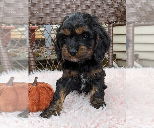 Medium Photo #22 Cock-A-Poo Puppy For Sale in SALEM, MO, USA
