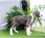 Small Photo #152 Great Dane Puppy For Sale in WAKARUSA, IN, USA