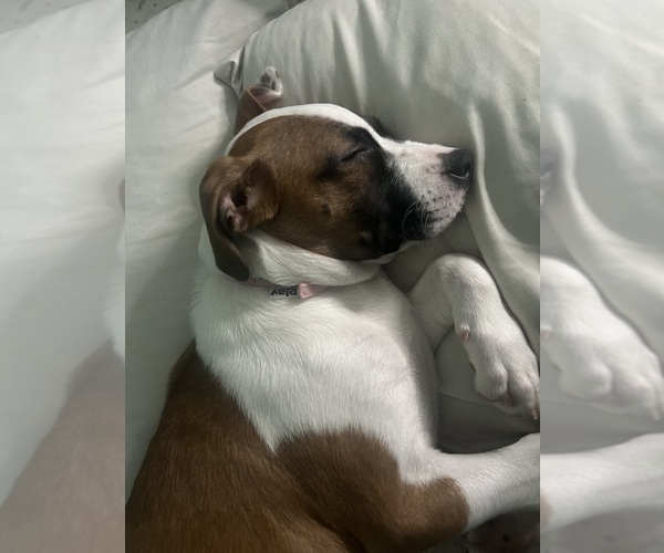 Medium Photo #1 Boxer Puppy For Sale in BRUNSWICK, OH, USA