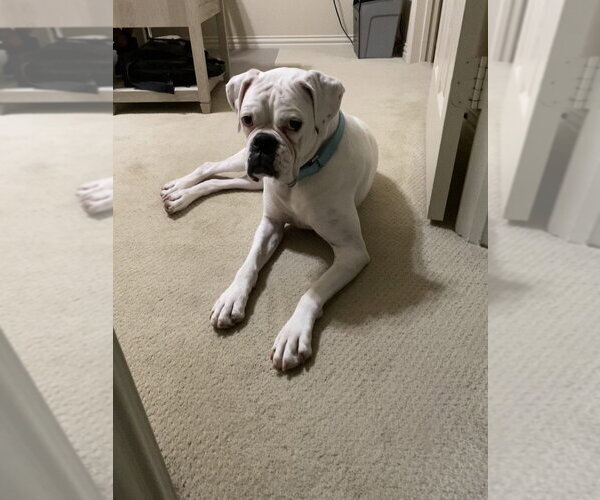 Medium Photo #7 Boxer Puppy For Sale in Austin, TX, USA