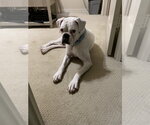 Small #6 Boxer