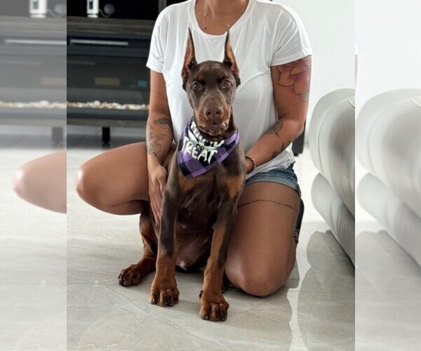 Medium Photo #102 Doberman Pinscher Puppy For Sale in FORT LAUDERDALE, FL, USA