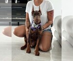 Small Photo #102 Doberman Pinscher Puppy For Sale in FORT LAUDERDALE, FL, USA
