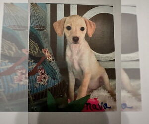 Mutt Dogs for adoption in Oak Bluffs, MA, USA