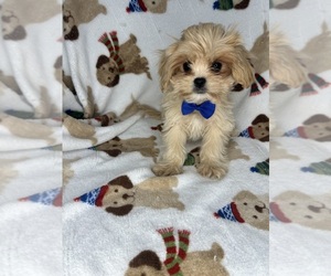 Cavapoo Puppy for sale in RANDOLPH, MA, USA
