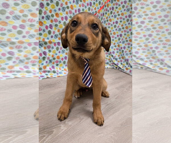 Medium Photo #3 Anatolian Shepherd-Golden Retriever Mix Puppy For Sale in Attalka, AL, USA