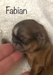 Small Photo #12 Shih Tzu Puppy For Sale in AVONDALE-GOODYEAR, AZ, USA