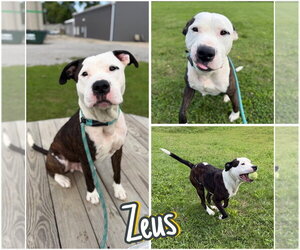 American Staffordshire Terrier Dogs for adoption in Pierceton , IN, USA