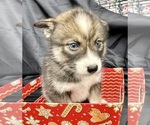 Small Photo #16 Pomsky-Shiba Inu Mix Puppy For Sale in NASHUA, NH, USA