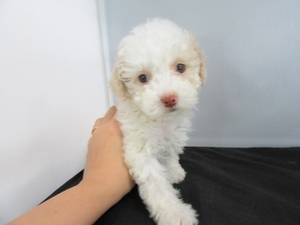 Maltipoo Puppy for sale in La Mirada, CA, USA