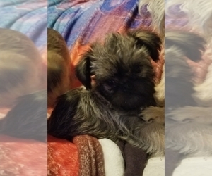 Brussels Griffon Puppy for sale in HOUSTON, TX, USA