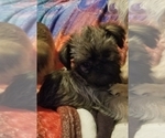 Small Photo #1 Brussels Griffon Puppy For Sale in HOUSTON, TX, USA