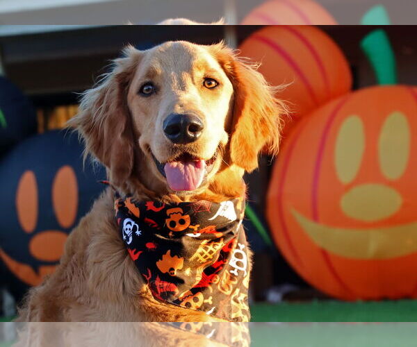 Medium Photo #4 Goldendoodle Puppy For Sale in Glendale , AZ, USA