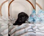 Small Photo #18 Labrador Retriever Puppy For Sale in CAPE CORAL, FL, USA