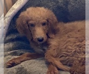 Goldendoodle Dog for Adoption in SCOTTSDALE, Arizona USA